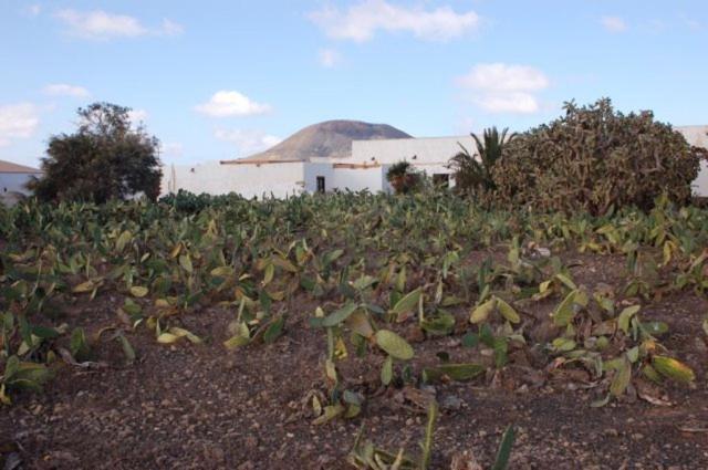 Vakantiehuis Gbh Casas Portadas La Oliva